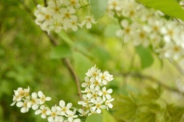 A captivating close-up of white flowers blooming in a soft focus, portraying springtime's delicate beauty.