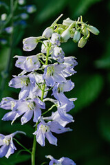 delphinium white blue flower spike in summer garden