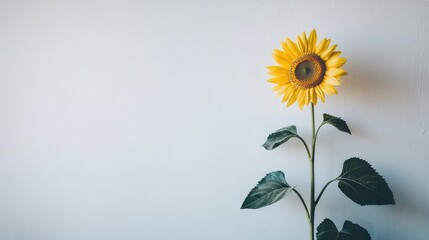 Single sunflower against a plain backdrop.