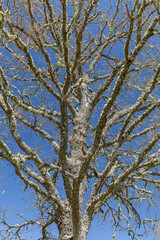Leafless, lichen-covered Pyrenean oak. Quercus pyrenaica.