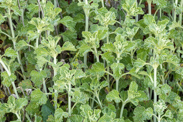 Marrubium vulgare. White horehound plants.