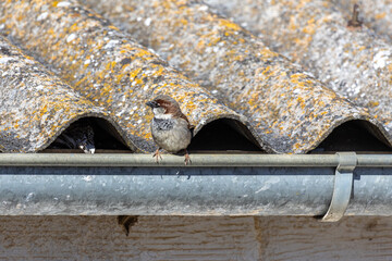 Passer domesticus. Male House Sparrow perched on the edge of a roof.