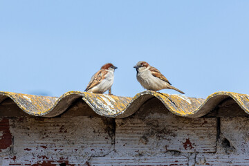 Passer domesticus. Male House Sparrows perched on a roof.