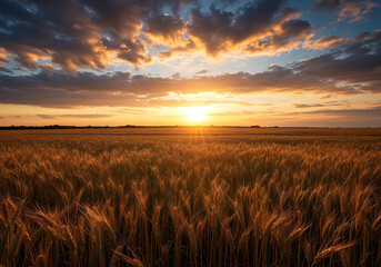 panoramic view of ripening wheat field at sunset with dramatic orange clouds countryside farming background

