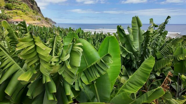 Banana tree leaves on plantation on Madeira Island, Portugal