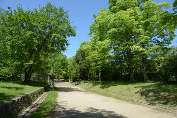 Fototapeta premium 新緑の宝ヶ池公園 散策道 京都市左京区上高野