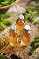 Bottles of homemade herbal syrup made with young raw spruce tips collected in spring