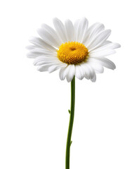 A delicate white daisy with a bright yellow center stands tall on its slender green stem against a crisp white background in this simple yet elegant floral image.