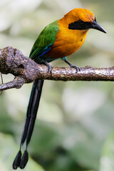 Rufous motmot (Baryphthengus martii), Sarapiqui, Costa Rica. Selective focus on bird's eye