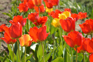 Fototapeta premium A picturesque view of red and yellow tulips blooming beautifully in a sunny garden.