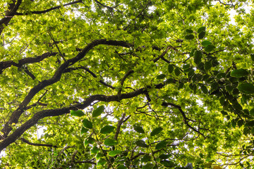 Looking upwards into tree canopy in woodland