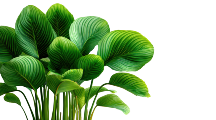 Lush green calathea orbifolia plant with broad striped leaves is isolated against a crisp white background creating a vibrant natural botanical image today.