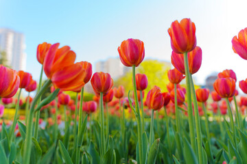 Vibrant Tulip Field With Colorful Blooms Under Clear Blue Sky