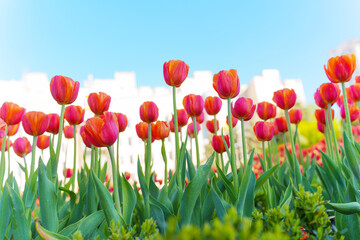 Fototapeta premium Vibrant Tulip Field Blooming Under Clear Blue Sky in Spring