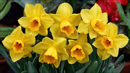 Fototapeta premium Daffodils bloom in full glory, showcasing their bright yellow petals. This colorful display captures the essence of spring as May Ray Day is celebrated, bringing joy to gardens and parks