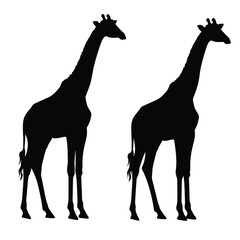 Tall giraffe silhouette bundle. Giraffe standing silhouette set vector. Wild giraffe walking silhouette bundle design. Wild Camelopard vector on a white background. Camelopard in different positions.