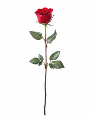 Naklejka premium Elegant single red rose with green leaves isolated on white background, symbolizing love, passion, beauty, and romance in floral designs and arrangements