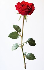 Elegant single red rose with green leaves isolated on white background, symbolizing love, romance, and passion for special occasions and celebrations