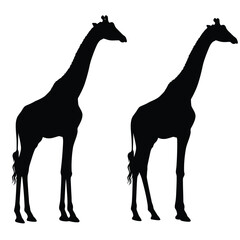 Tall giraffe silhouette bundle. Giraffe standing silhouette set vector. Wild giraffe walking silhouette bundle design. Wild Camelopard vector on a white background. Camelopard in different positions.