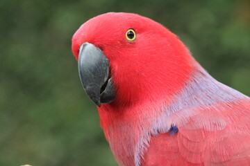 The Moluccan eclectus close up