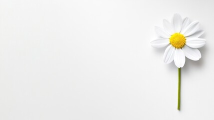 Obraz premium Single daisy on white background