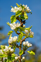 vertical branch with open cherry blossoms