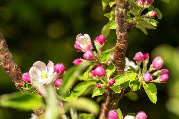 Branch with many closed and partly open apple blossoms
