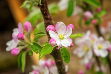 Closup of an open apple blossom