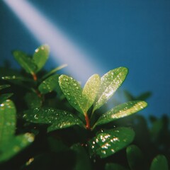 Water droplets on thick tropical foliage, soft fog and light beams