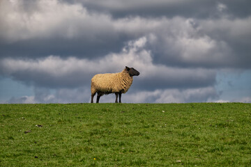Sheep with a black head looks forward