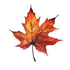 Fototapeta premium Autumn maple leaf with vivid orange-red tones, Autumn Maple Leaf with Vivid Orange-Red Tones – Vibrant Fall Foliage