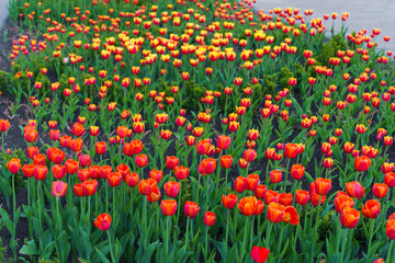 Vibrant Tulip Field with Red and Orange Blooms in Spring Sunshine