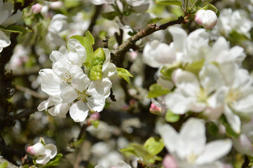 Fototapeta premium A beautiful close-up of apple blossoms, capturing the beauty of spring flowers in bloom.
