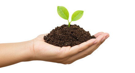 Isolated Hand Holding Sprout in Soil