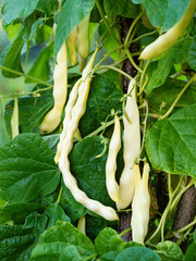 Ripe pods of kidney bean growing on farm. Bush with bunch of pods of haricot plant (Phaseolus vulgaris) ripening in homemade garden. Organic farming, healthy food, BIO viands, back to nature concept.