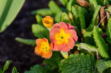 Close-up of vibrant delicate red Gloxinia flower in spring sunlight with green leaves, captured at low angle in natural garden setting, horizontal, macro.