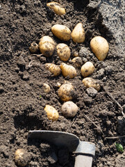Pile of newly harvested potatoes - Solanum tuberosum with hoe on field. Harvesting potato roots from soil in homemade garden. Organic farming, healthy food, BIO viands, back to nature concept.