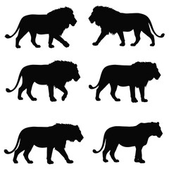 Lions walking in different positions, silhouette set vector. Adult lion silhouette collection on a white background. Wild carnivorous animals like big cats and lions, full body silhouette bundles.