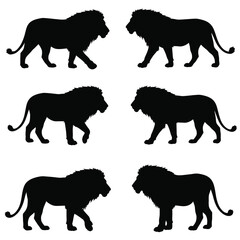 Lions walking in different positions, silhouette set vector. Adult lion silhouette collection on a white background. Wild carnivorous animals like big cats and lions, full body silhouette bundles.