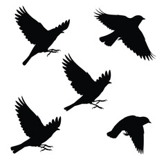 Fototapeta premium Swallows flying silhouette bundle design. Wild Swallows vector design on a white background. Beautiful bird flying silhouette set vector. small bird in different positions silhouette collection.