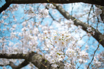 ソメイヨシノと空