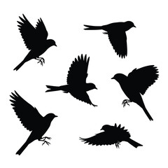 Obraz premium Swallows flying silhouette bundle design. Wild Swallows vector design on a white background. Beautiful bird flying silhouette set vector. small bird in different positions silhouette collection.