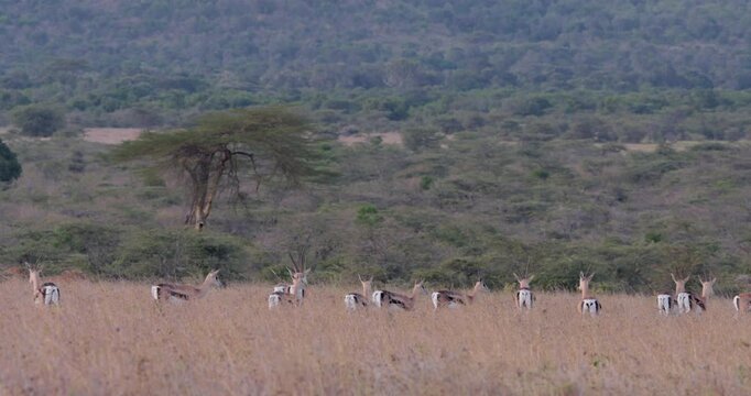 Extreme wide shot of a herd of grant's gazelle (Nanger granti) trotting in the grasslands during evening in kenya