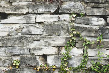 old stone wall with ivy