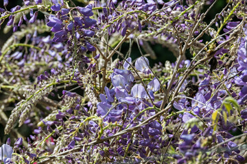 Un gros plan sur les grappes de fleurs de glycine, révélant les détails délicats des pétales...
