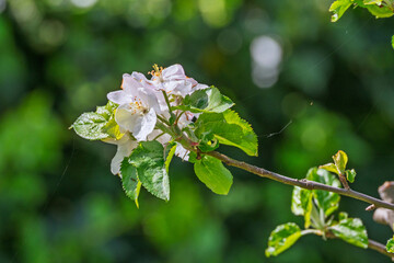 Une branche de pommier en fleurs, ornée de délicates fleurs blanches et roses, symbole du printemps et du renouveau de la nature.