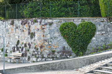 Lierre soigneusement taillé en forme de cœur, symbole d’amour et de nature. Installation...