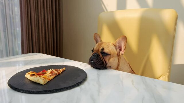 Seated at dining table, young adorable dog is presented with single piece of meaty pizza on plate. Initially intrigued, puppy sniffs food but then shows reluctance, indicating apparent dislike.