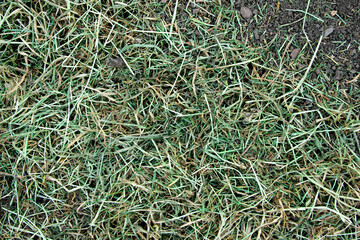 Texture.Background.The grass dries out.