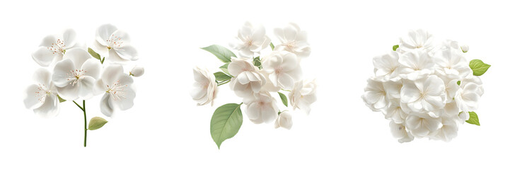Fototapeta premium Set of A beautiful bouquet of white flowers arrangement chandelier graphics isolated on transparent background, Cut out